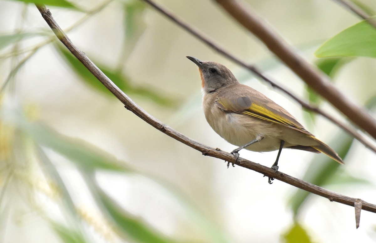 Rufous-throated Honeyeater - ML164368321