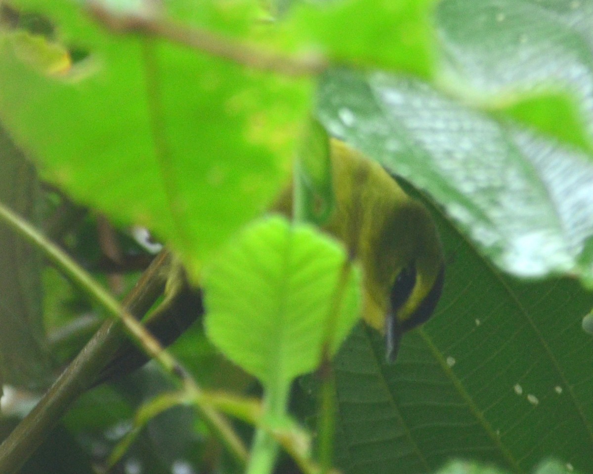 Black-crested Warbler - ML164369581