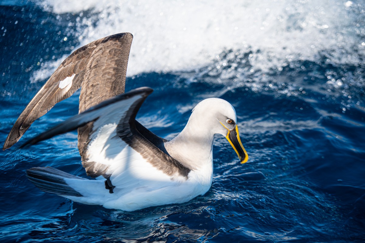 Buller's Albatross - Leslie Feasey