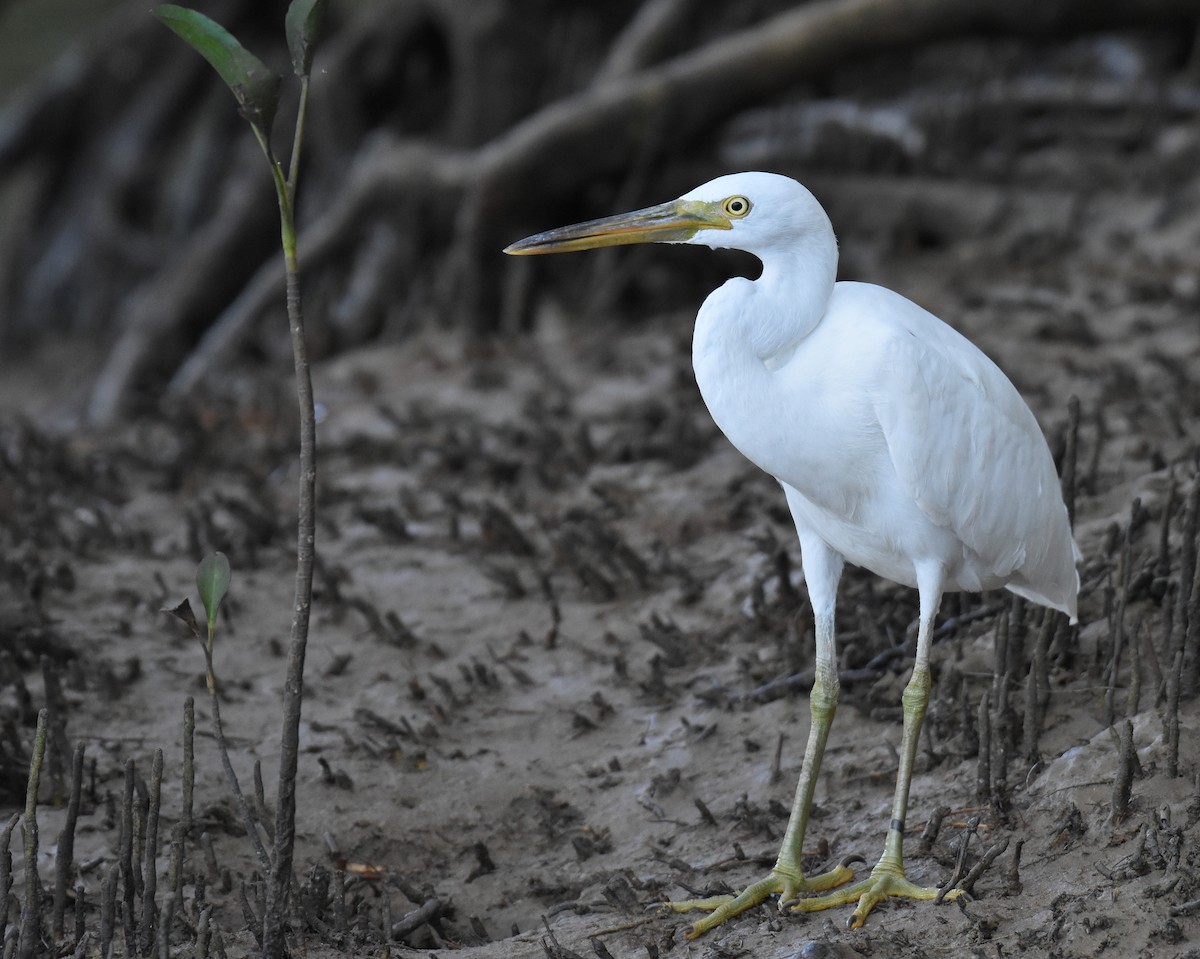 Pacific Reef-Heron - ML164370851