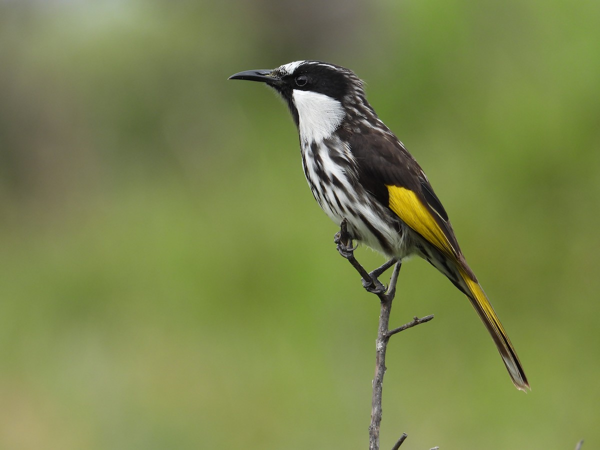 White-cheeked Honeyeater - Jack Morgan