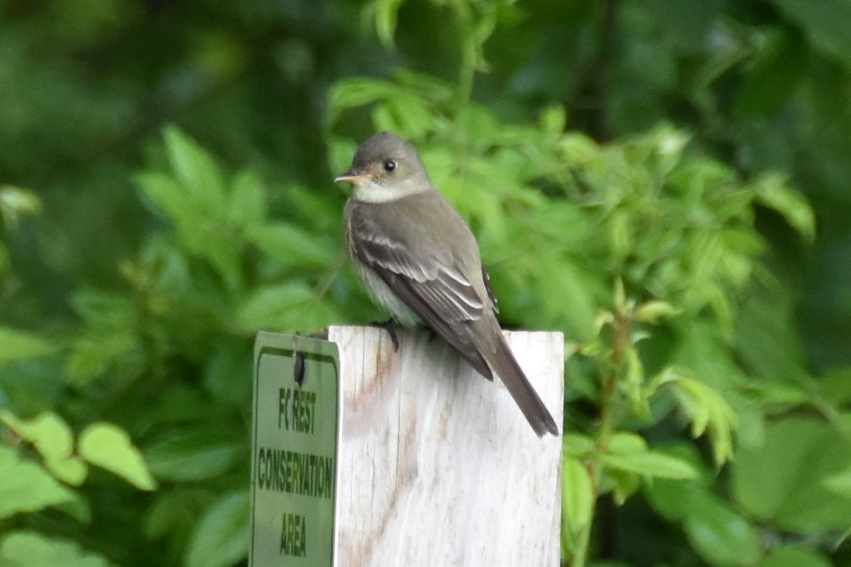 Eastern Wood-Pewee - ML164374201