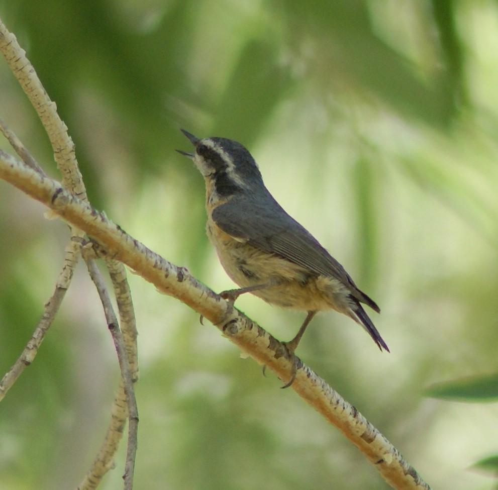 Red-breasted Nuthatch - ML164375921