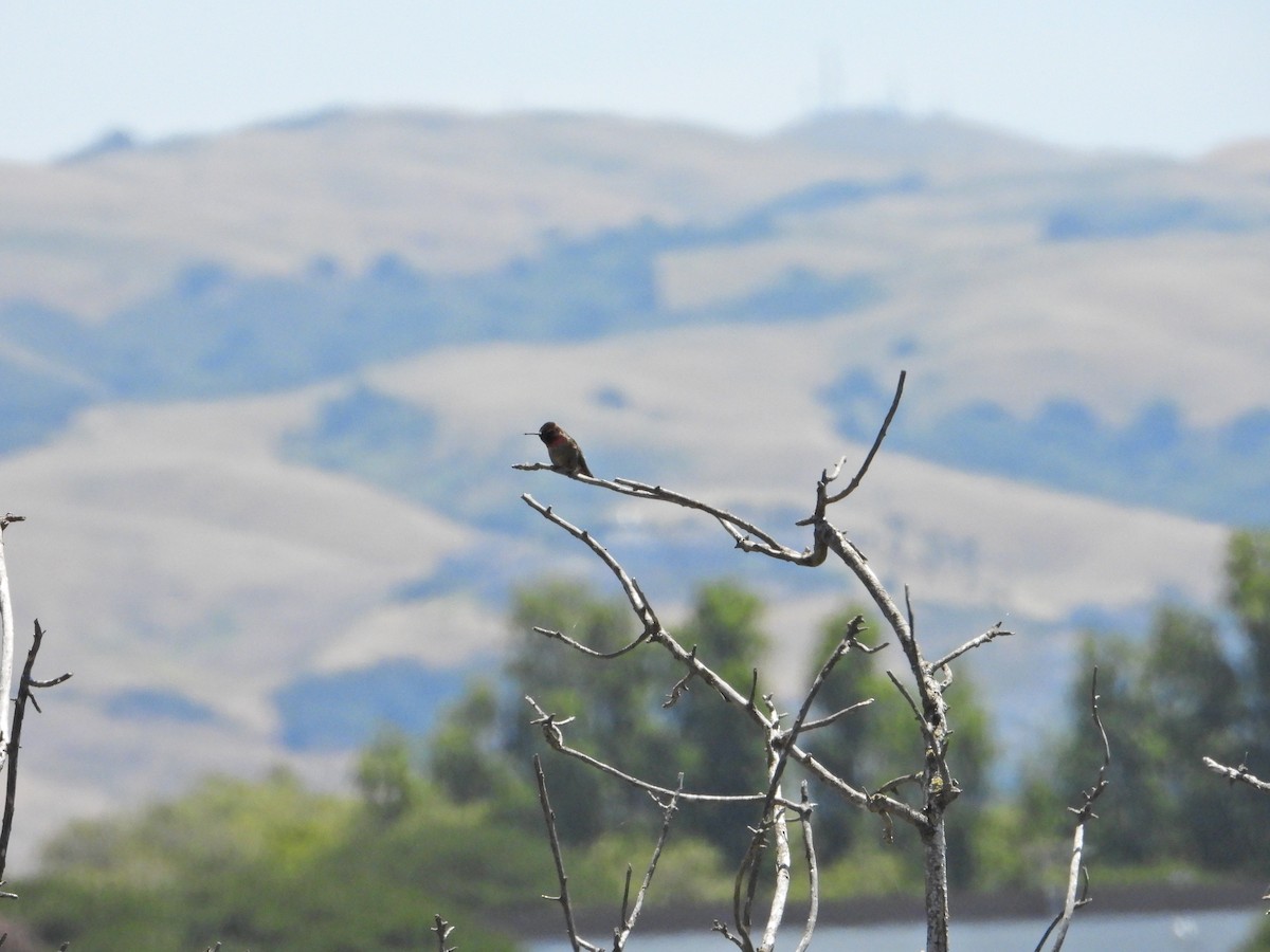 Anna's Hummingbird - Bill Holland