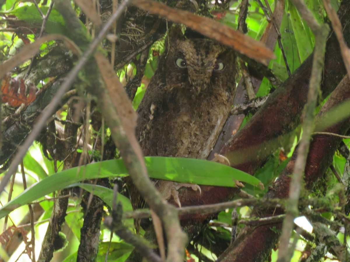 Mountain Scops-Owl - Tim Forrester