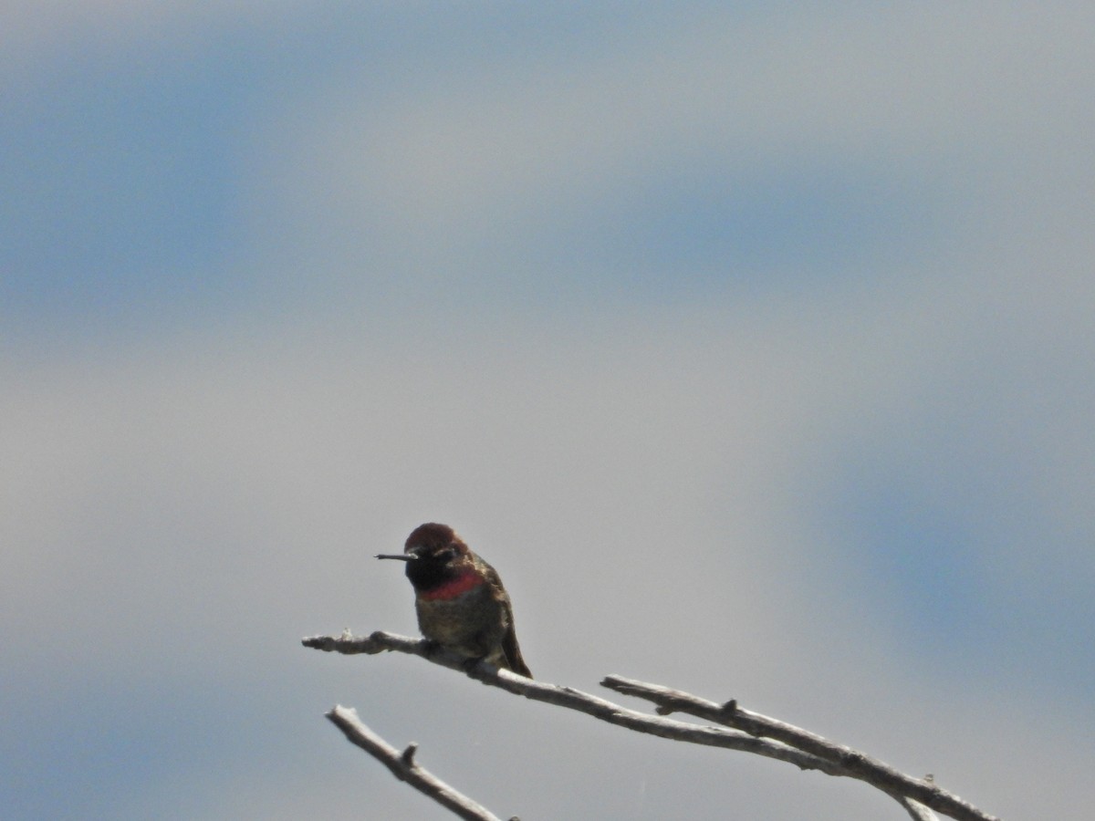 Anna's Hummingbird - Bill Holland