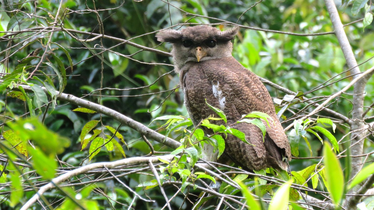 Barred Eagle-Owl - Tim Forrester