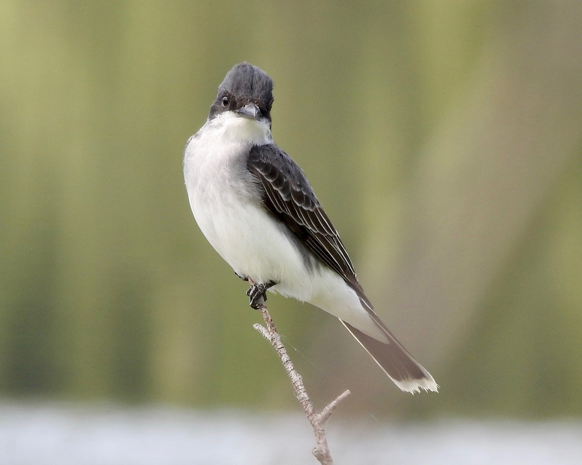 Eastern Kingbird - ML164378881