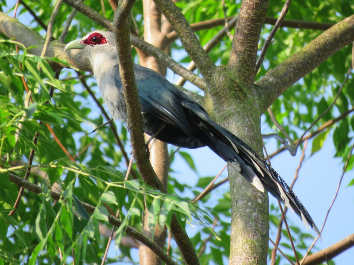 Green-billed Malkoha - ML164379621