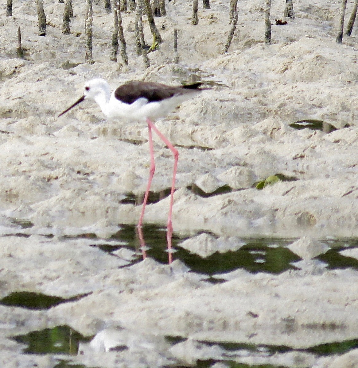 Black-winged Stilt - ML164380901