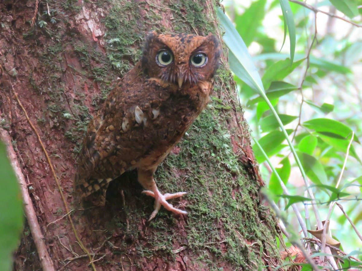 Mountain Scops-Owl - ML164382211