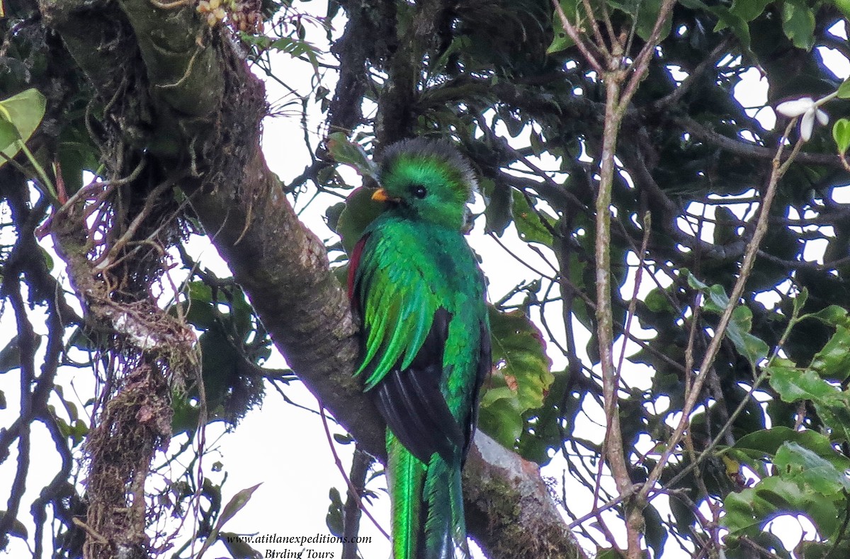 Resplendent Quetzal - ML164382361