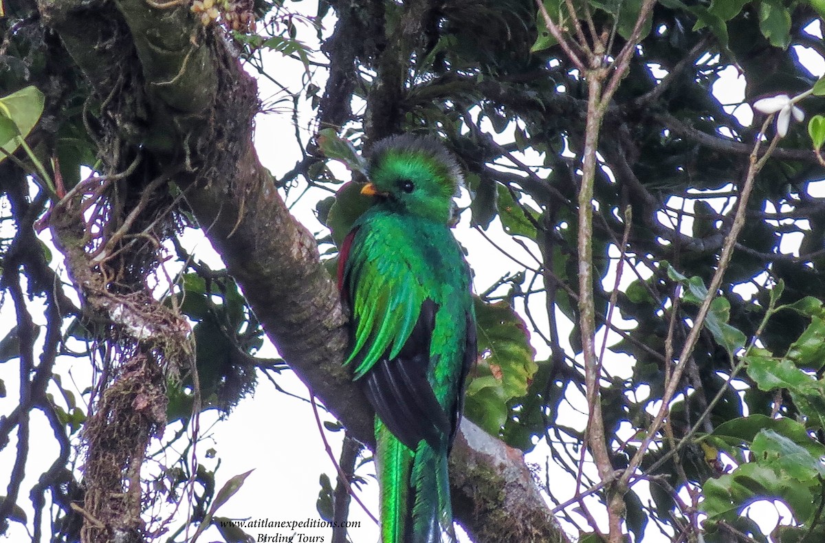 Quetzal resplendissant - ML164382361