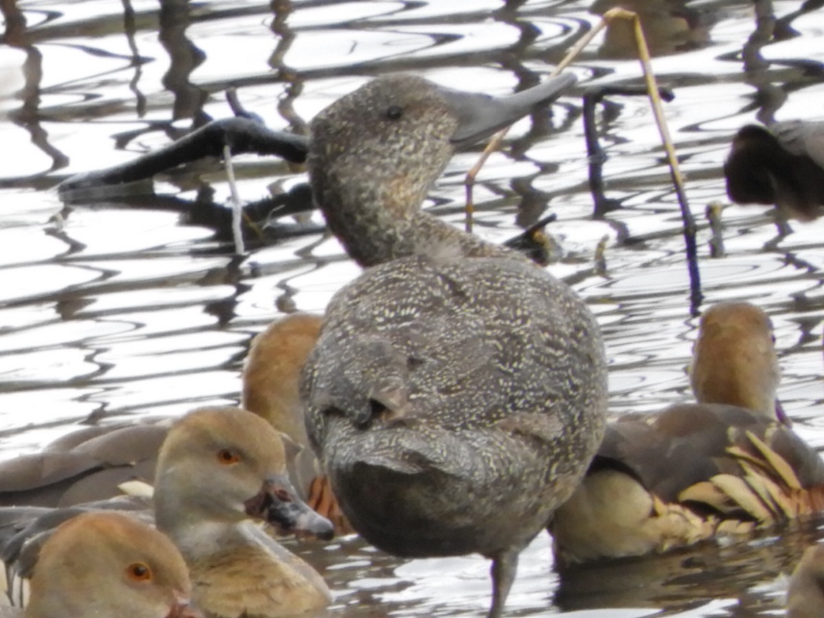 Freckled Duck - ML164382461