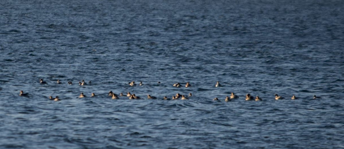 Silvery Grebe - ML164391991