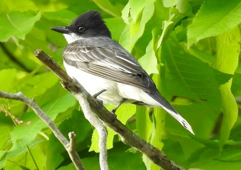 Eastern Kingbird - ML164392441