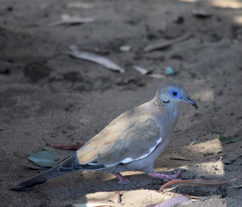 West Peruvian Dove - ML164392611