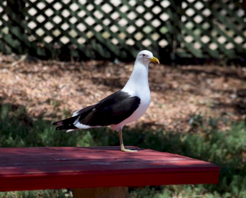 Gaviota Cocinera - ML164392651