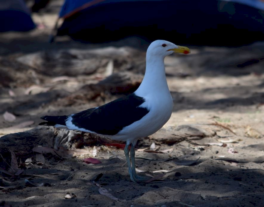 Kelp Gull - Felipe Undurraga