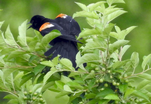 Red-winged Blackbird - ML164392701
