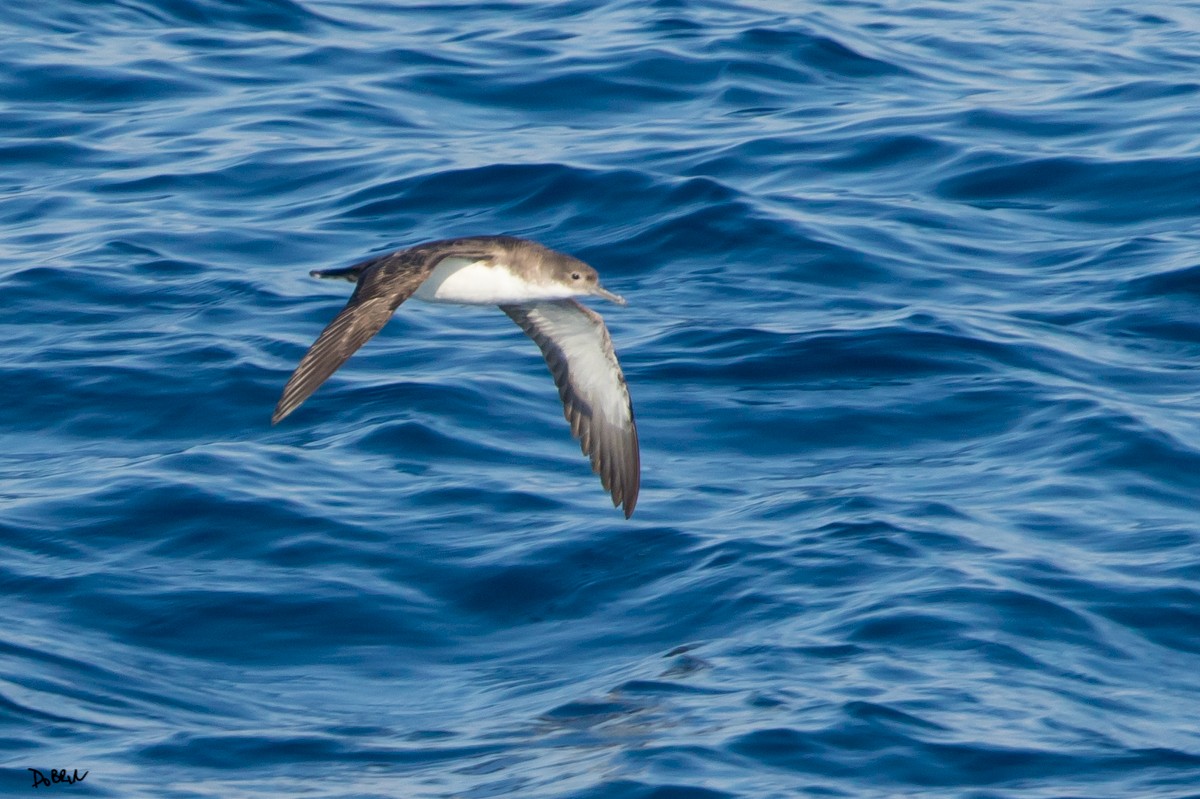 Yelkouan Shearwater - ML164393421