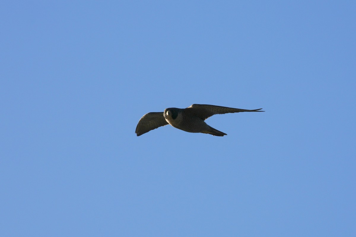 Halcón Peregrino (macropus/submelanogenys) - ML164394021