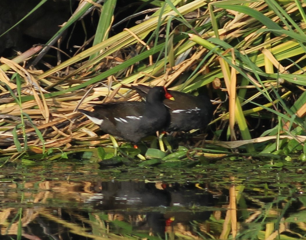 Eurasian Moorhen - ML164395721