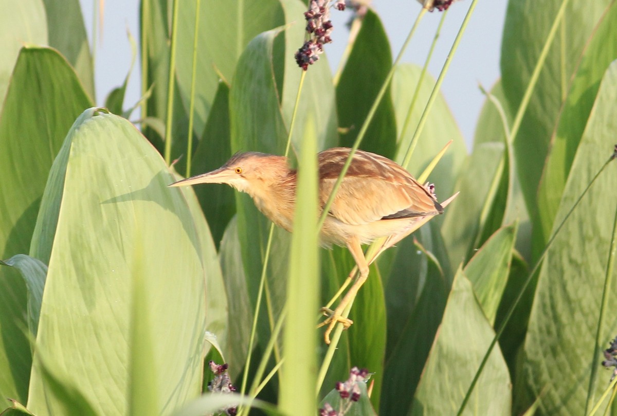 Yellow Bittern - ML164395781