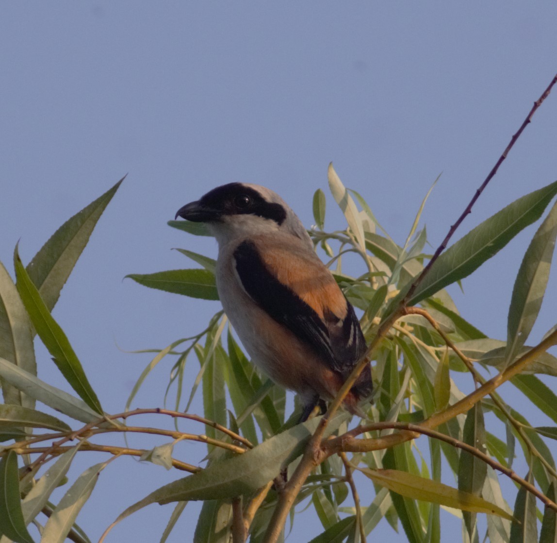 Long-tailed Shrike - ML164395831