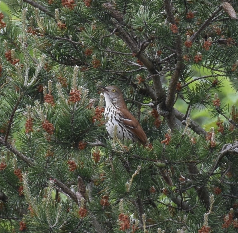 Brown Thrasher - ML164397321