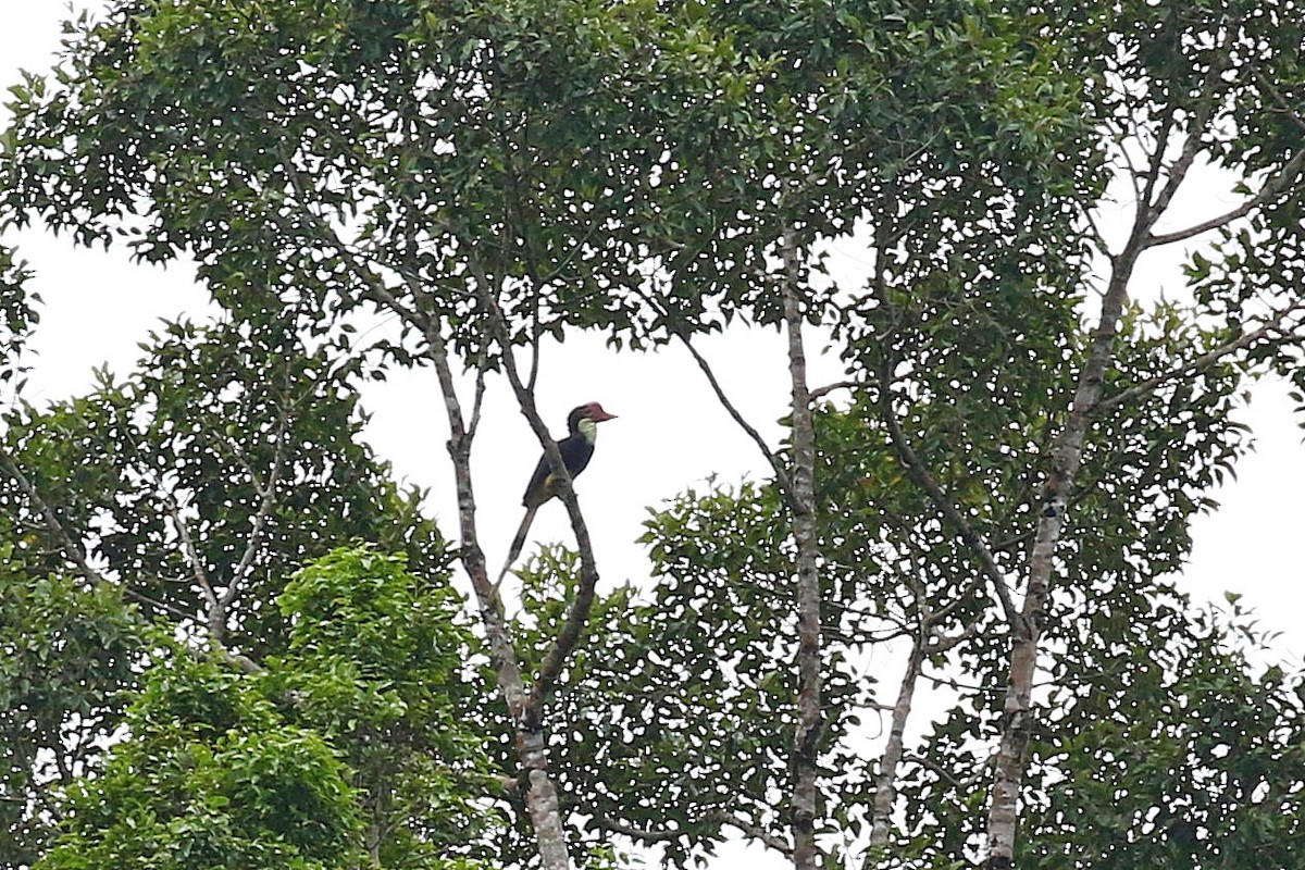 Helmeted Hornbill - Chih-Wei(David) Lin