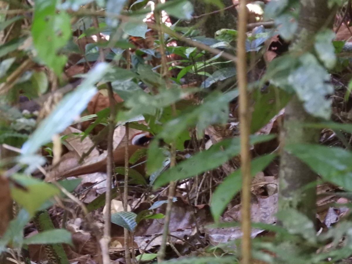 Malaysian Rail-babbler - Oliver Tan