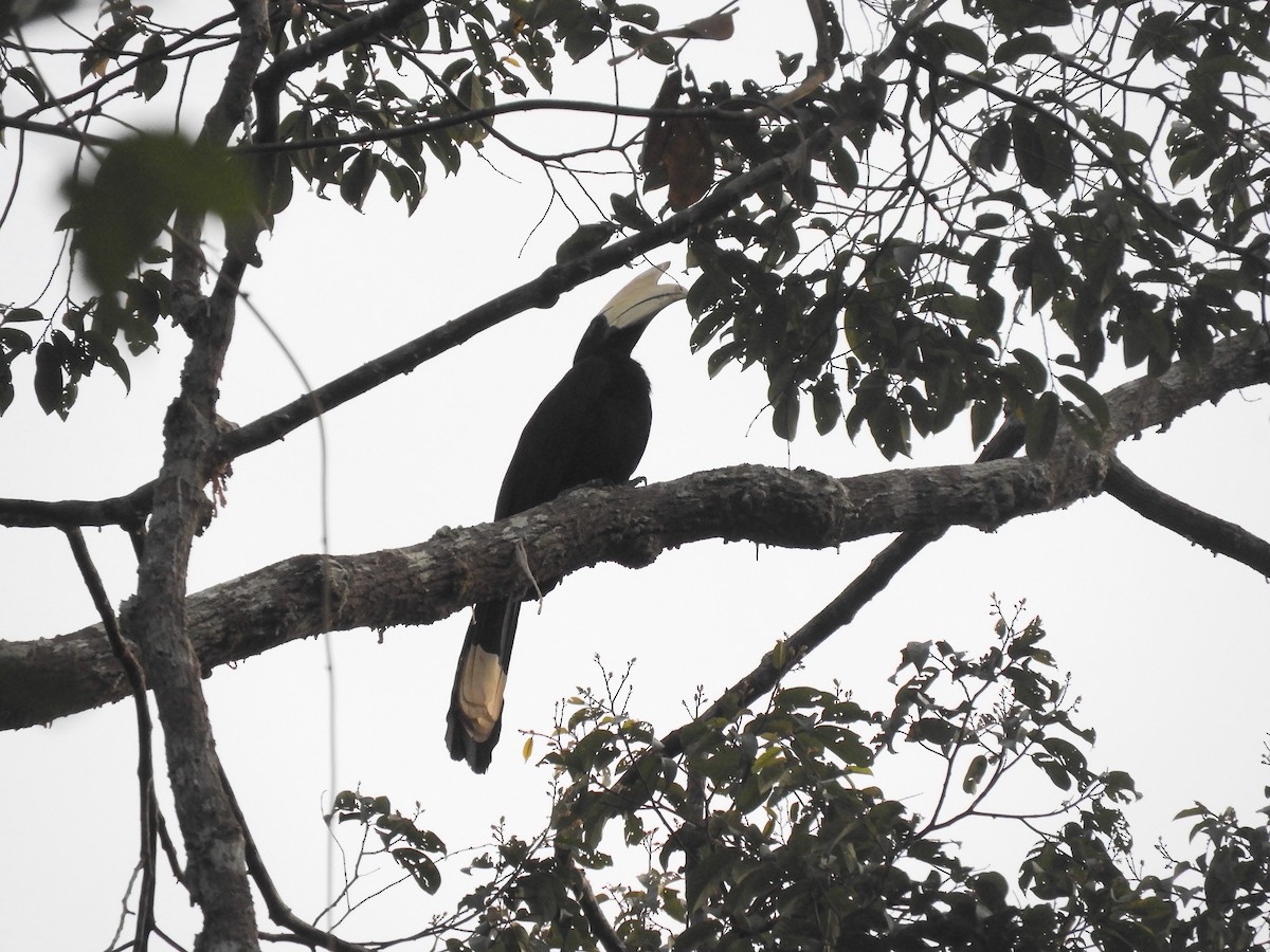 Black Hornbill - Oliver Tan