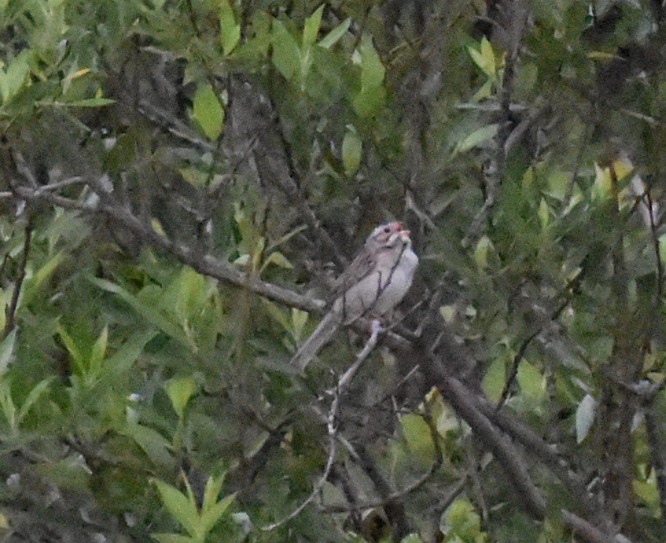 Clay-colored Sparrow - ML164403961