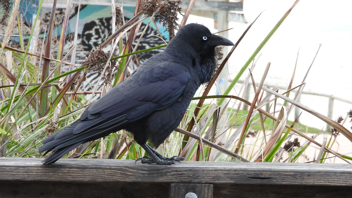 Australian Raven - ML164407781