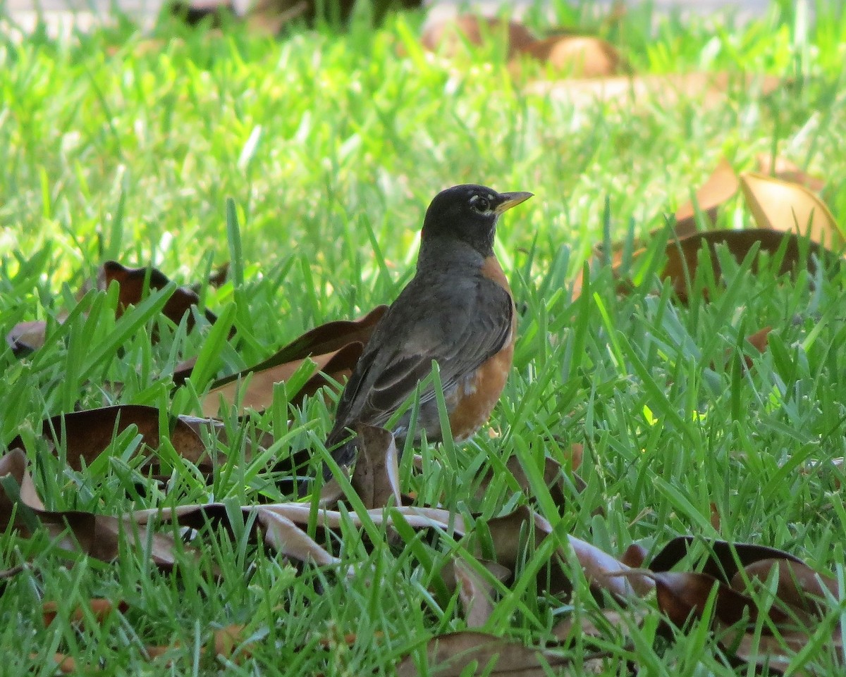 American Robin - Brian Johnston