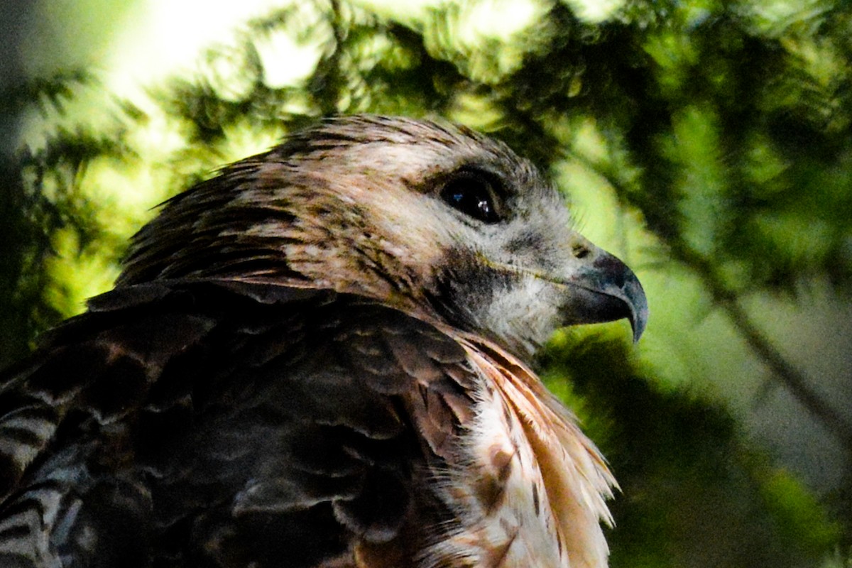 Red-tailed Hawk - Michael Morin