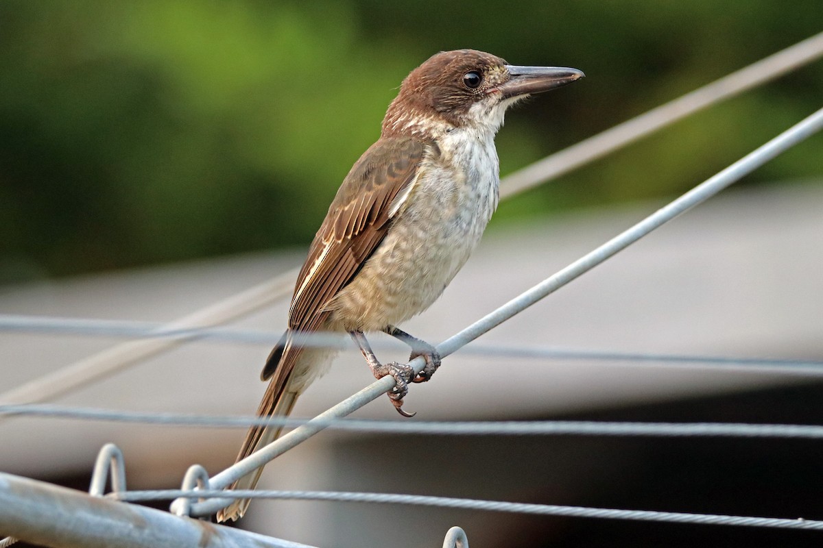 Gray Butcherbird - Deb & Rod R