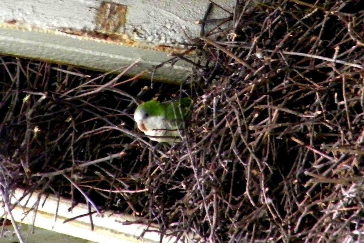 Monk Parakeet - ML164411771