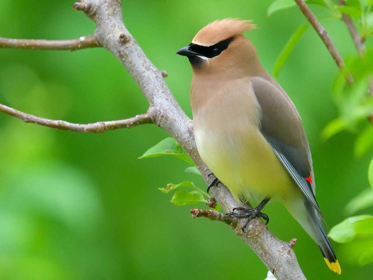 Cedar Waxwing - Yves Darveau
