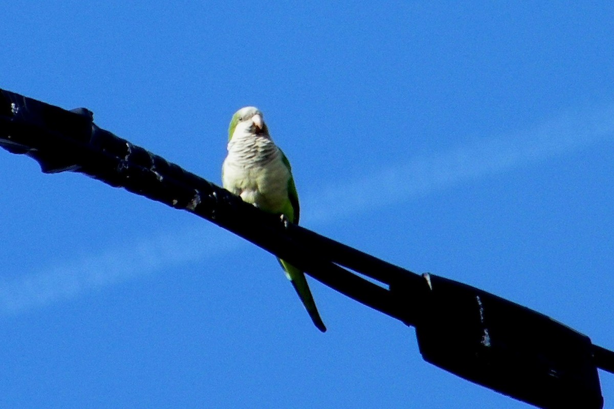 Monk Parakeet - ML164411881