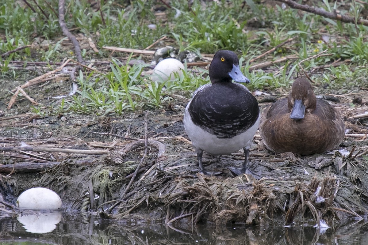 Lesser Scaup - ML164413611