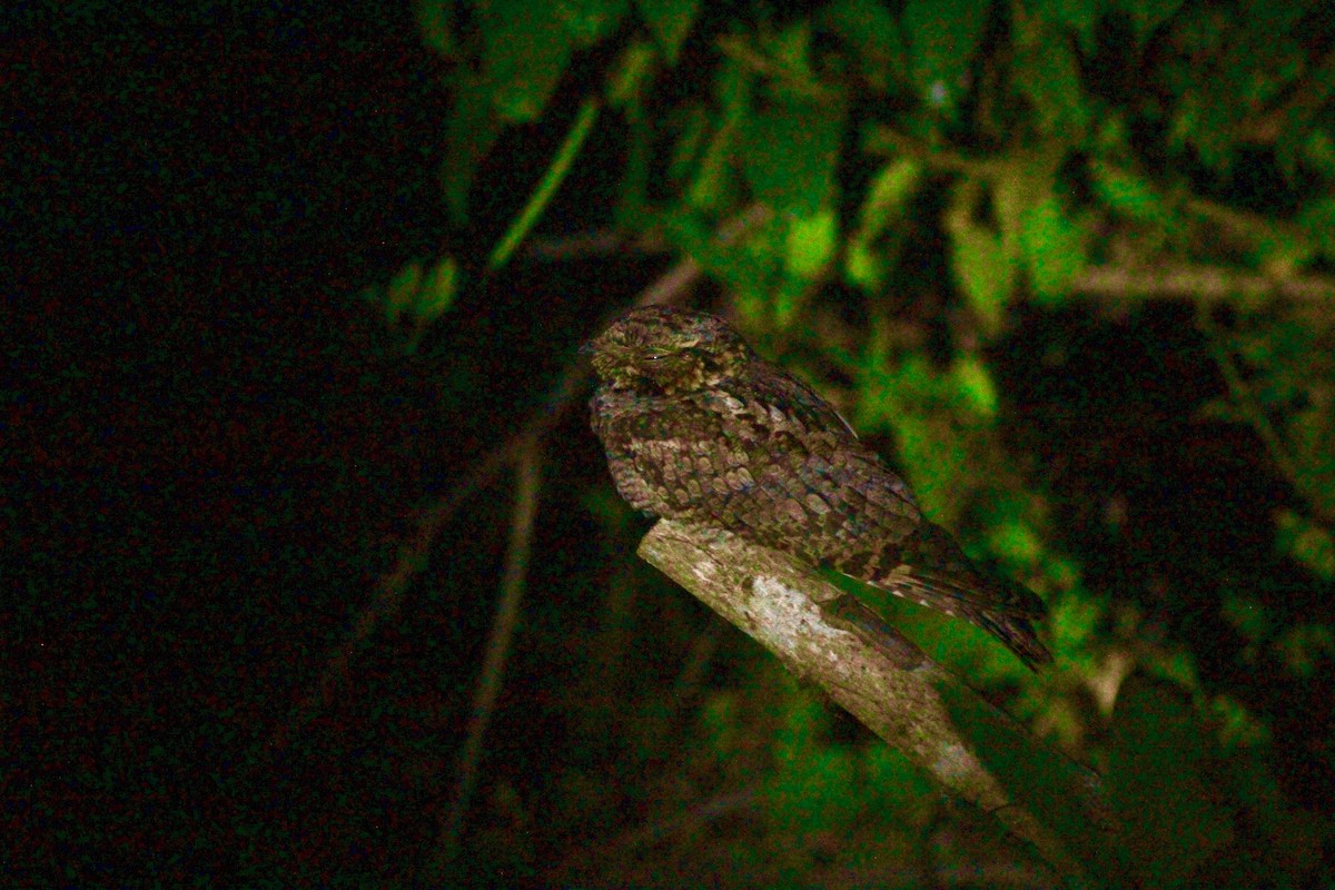 Jungle Nightjar - Sudhir Herle