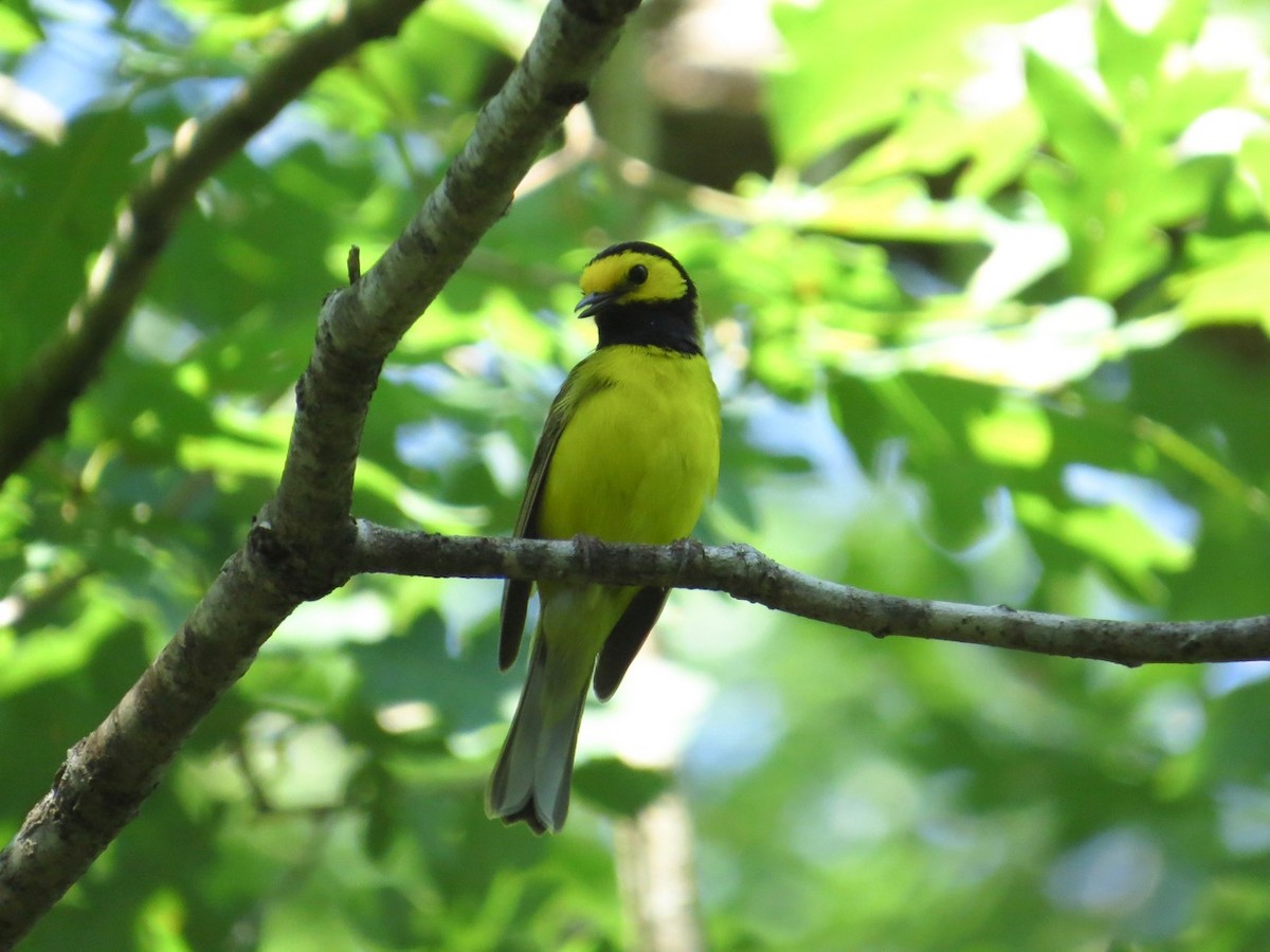 Hooded Warbler - ML164414871