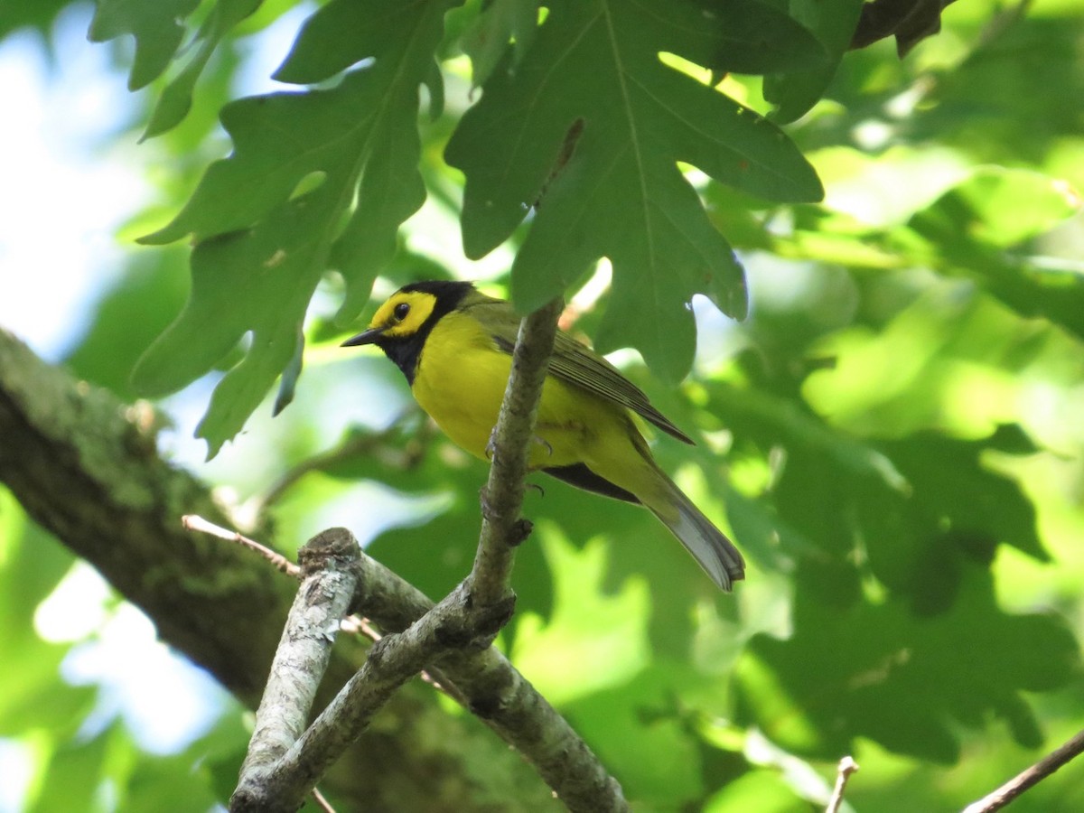 Hooded Warbler - ML164414901