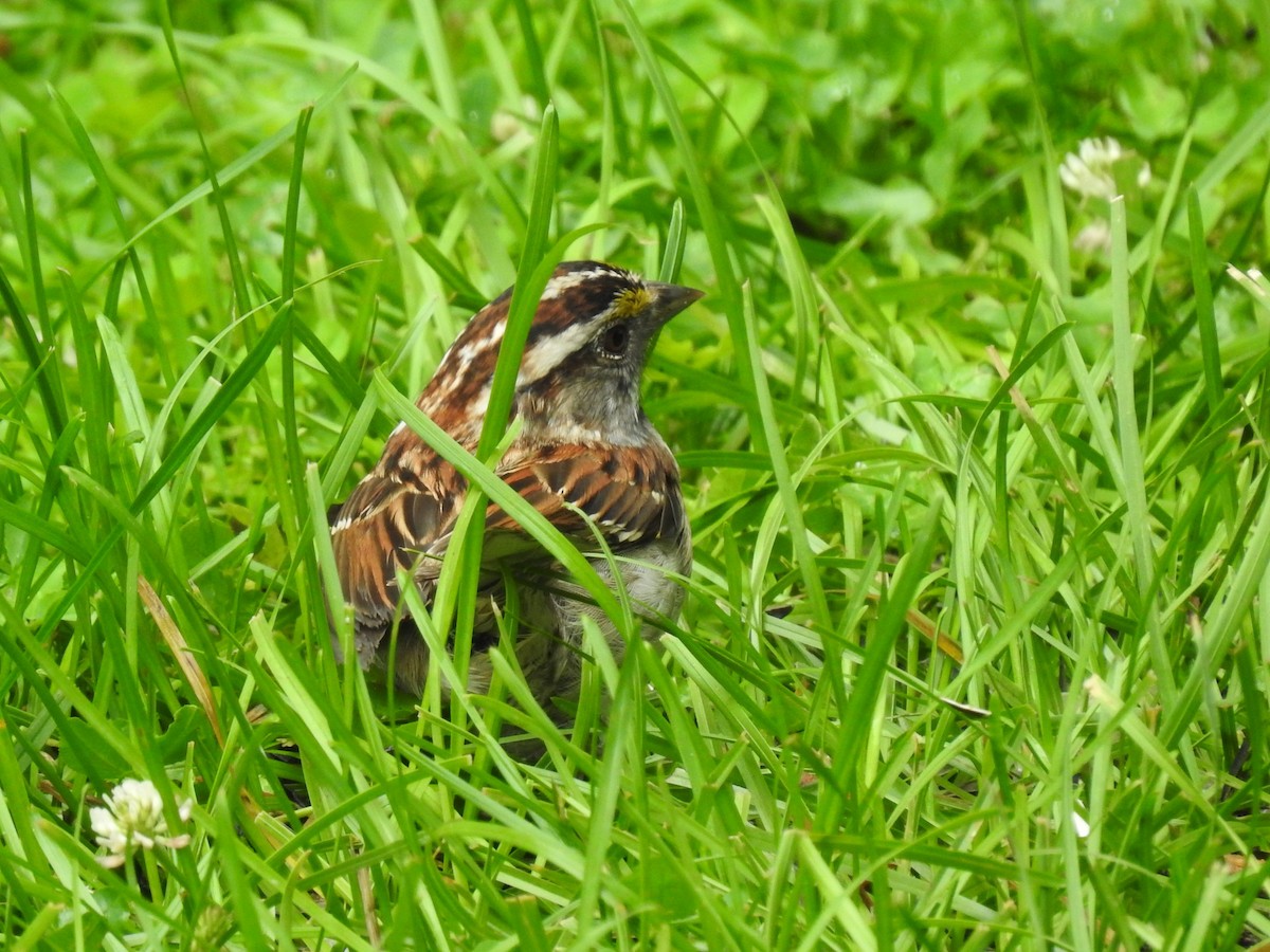 White-throated Sparrow - ML164416411