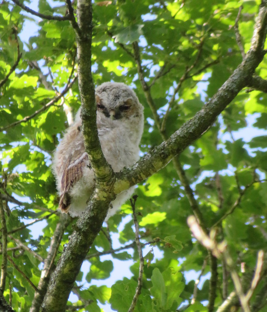 Tawny Owl - ML164417041