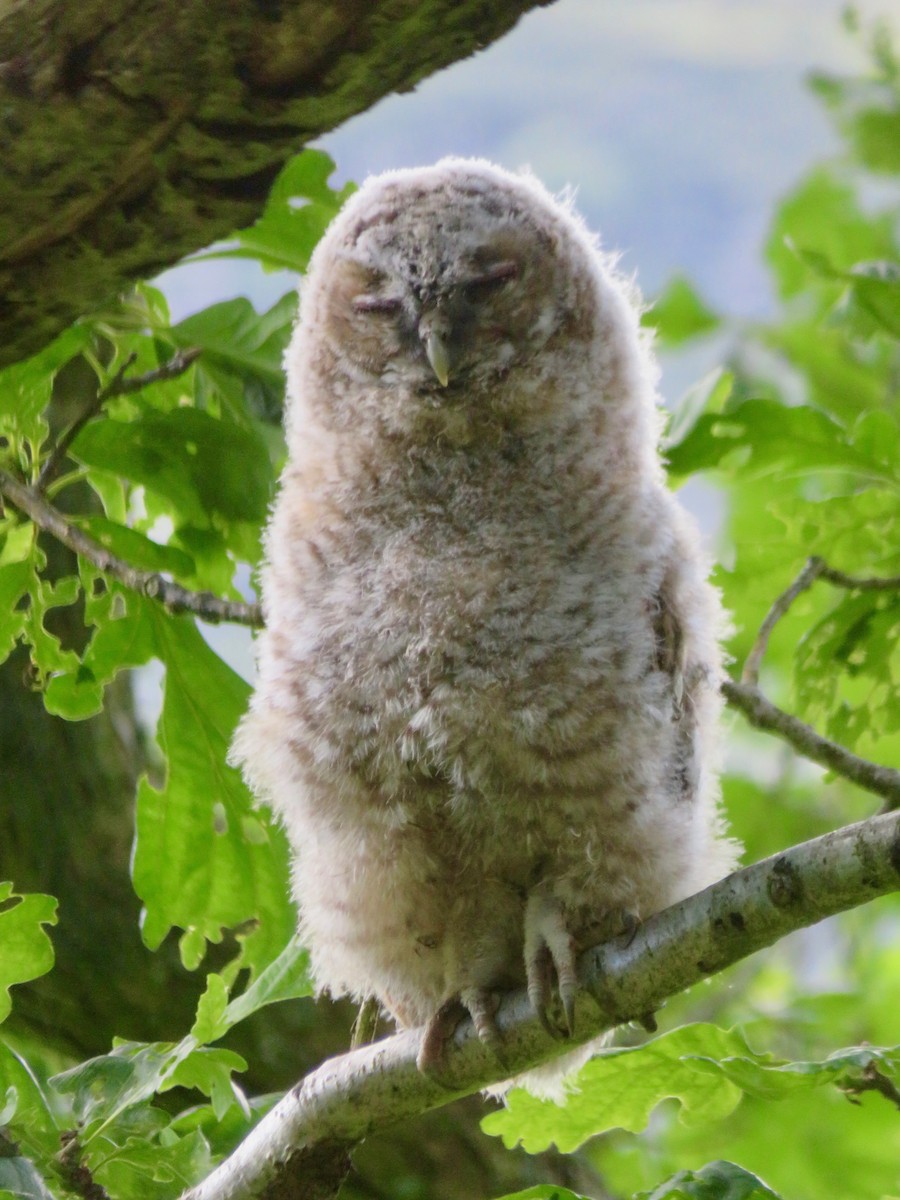 Tawny Owl - ML164417061