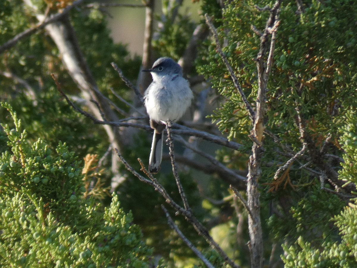 Blue-gray Gnatcatcher - Kiandra Mitchell