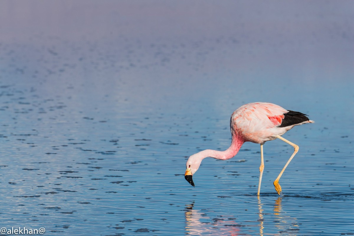 Andean Flamingo - Eleuterio Ramirez